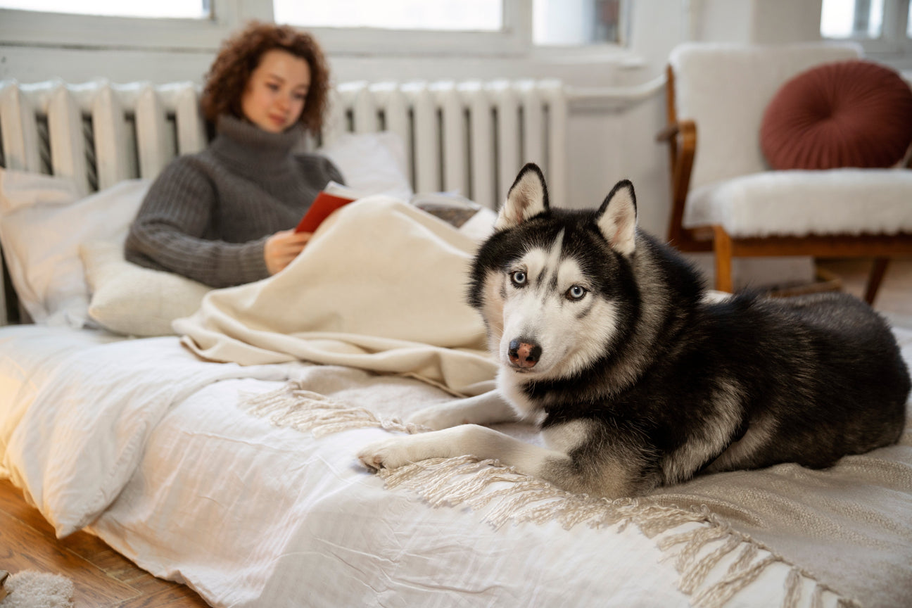 The Growing Demand for Pet Bedding: Market Trends, Consumer Behavior, and What Pet Owners Really Want